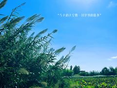 -泗洪洪泽湖湿地景区