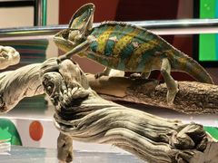 -上海大自然野生昆虫馆(东方明珠·爬宠昆虫探索中心)