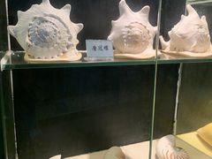-广东惠东海龟国家级自然保护区