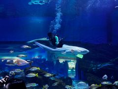 -海合安武汉极地海洋公园