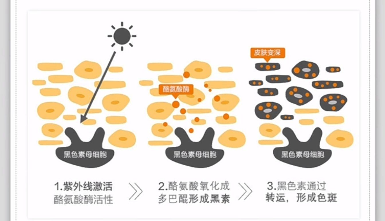 黑色素的形成过程