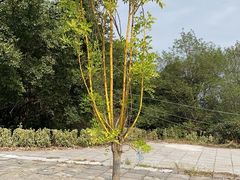 -冶父山国家森林公园