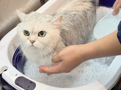 -PETKIT小佩宠物·低压洗护(国顺东路店)