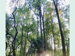 -上海共青森林公园