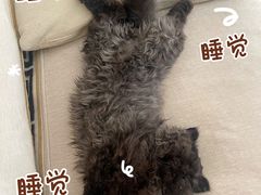 -创凡宠物医院·骨专科  猫科中心(西乡分院)