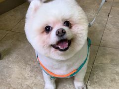 -美联众合动物医院·24h转诊中心