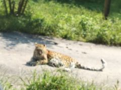 -大连森林动物园