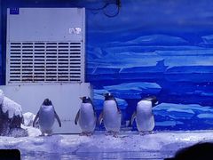 -大连老虎滩海洋公园