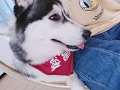 -Husky Go! 哈士奇体验馆·宠物咖啡厅狗咖