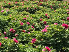 -洛阳市隋唐城遗址植物园