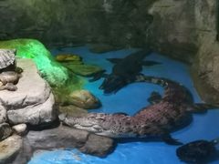 -多彩贵州城极地海洋世界