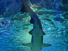 -悉尼海洋生物水族馆