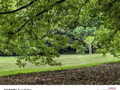 -上海共青森林公园