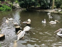 -新加坡飞禽公园