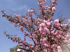 -北京国际鲜花港