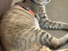 -Again Coffee Roaster(香蜜湖店)