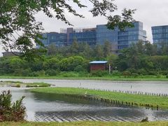 -华侨城湿地公园
