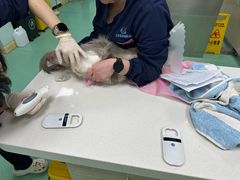 -北京观赏动物医院·24小时大型综合·猫专科·异宠专科