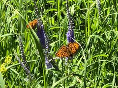 -塞罕坝国家级自然保护区