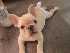 -百好乐宠物友好餐厅(朝外大街店)