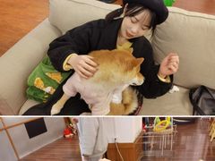-豆柴町-柴犬主题狗咖(红鼎国际C座店)