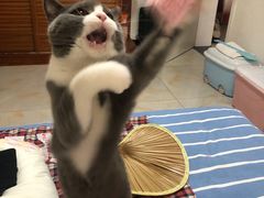 -糯米喵星人总部直营旗舰店·猫舍·幼猫出售