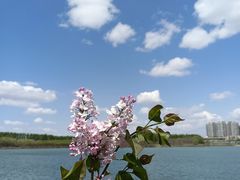 -丁香湖公园
