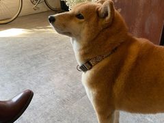 -小时光咖啡馆(北锣鼓巷店)