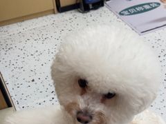 -瑞派康怡24h宠物医院·犬猫医疗中心·微创绝育(瑞景分院)