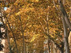 -马光荣肉丸糊辣汤(边东街店)