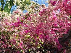 -深圳国际园林花卉博览园