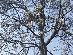 -扬州大运河文化旅游度假区·盆景园