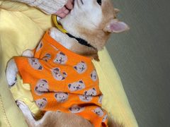 -逗柴咖啡屋·狗咖猫咖宠物桌游