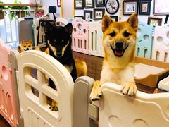 -柯斗斗主题餐厅·狗咖·围炉煮茶·茶饮(国瑞升平里店)