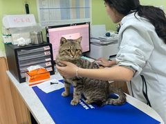 -瑞鹏宠物医院·夜间急症·心超·猫科(祖庙分店)