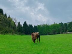 -武陵山森林公园