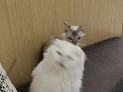 -猫和宫(六道口店)