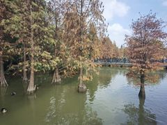 -海珠湖公园