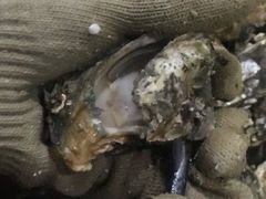-蚝哥花姐湛江烤生蚝(美丽湾市场店)