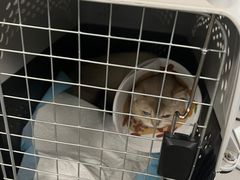 -伟伟宠物医院·CT影像中心·瑞派犬猫综合性门诊(汉口总院)