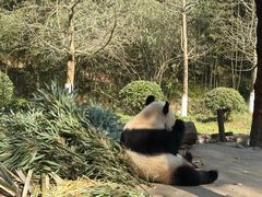 -都江堰中华大熊猫苑