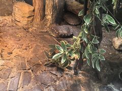 -上海大自然野生昆虫馆