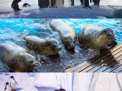 -海合安天津极地海洋公园