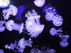 -青岛海底世界-水族馆
