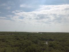 -北海金海湾红树林生态旅游区