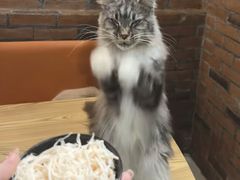 -豆逗聊愈猫阁Easy Life