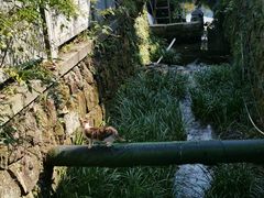 -阿巧茶庄