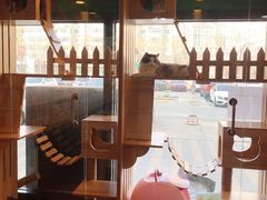 -猫十亿·布偶金渐层·曼基康矮脚猫舍(青年路店)