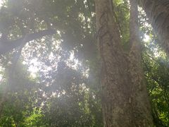 -西双版纳原始森林公园