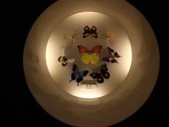 -上海大自然野生昆虫馆(东方明珠·爬宠昆虫探索中心)